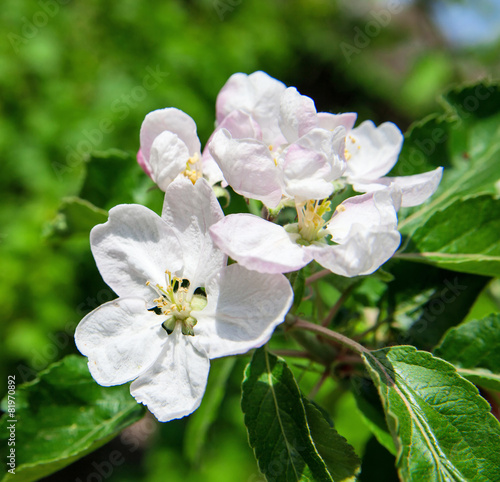 Blossom apple brunch © tinnko