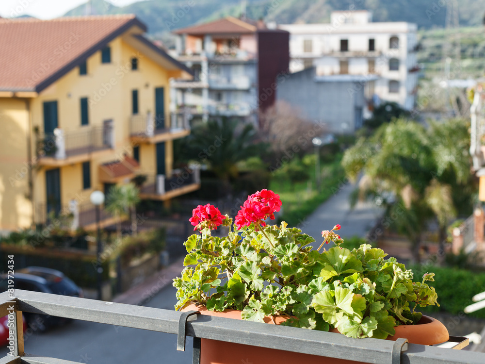 flower geranium in pot on balcony of urban house