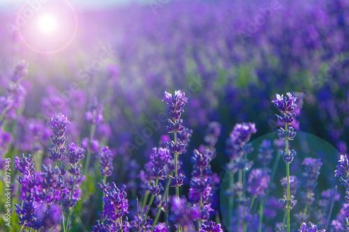 blurred summer background of wild grass and lavender flowers