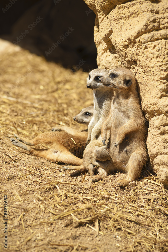 Family of meerkats with a small baby suckled Family of meerkats with a small baby suckled