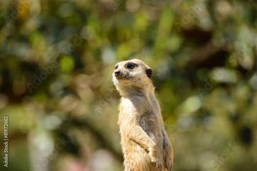 Meerkat standing up vigilant with natural background