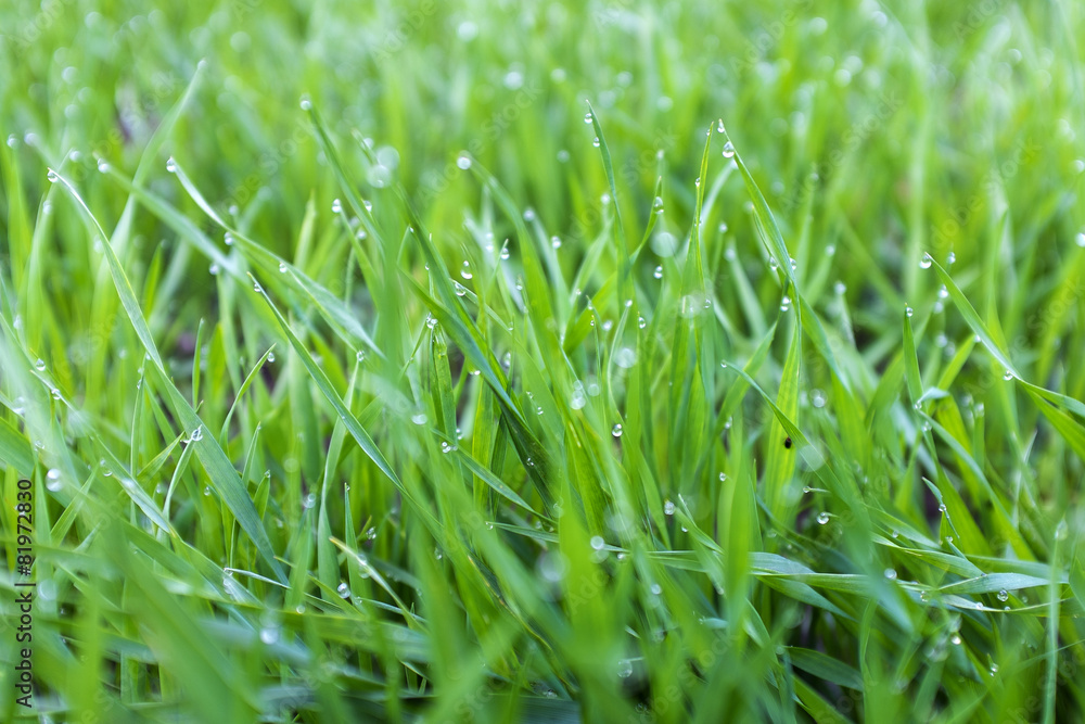 close-up shoots of winter crops covered with dew in the field close-up shoots of winter crops covered with dew in the field