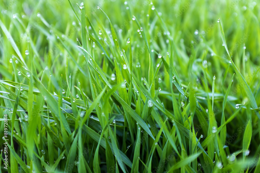 close-up shoots of winter crops covered with dew in the field close-up shoots of winter crops covered with dew in the field