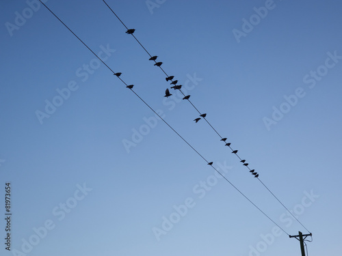 Birds sitting on a power pole