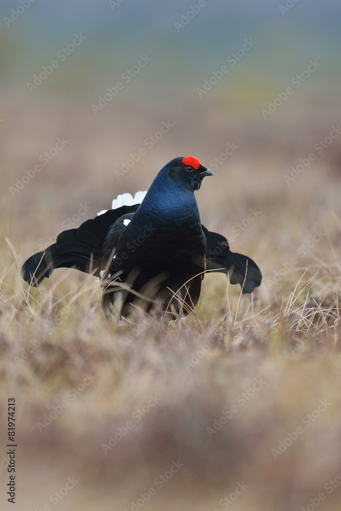 Black grouse early in the morning Black grouse early in the morning