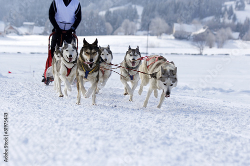Husky Sled Dogs Running In Snow