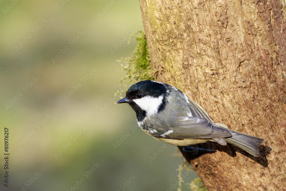 Fototapeta premium Coal Tit (Periparus ater)