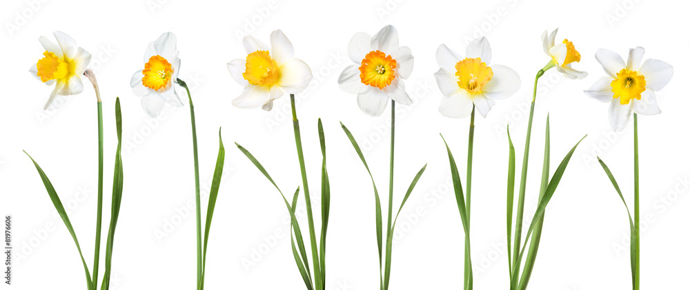 Flowers daffodils - obrazy, fototapety, plakaty 