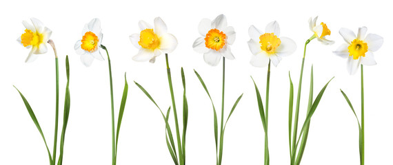 Foto auf Acrylglas Narzisse Blumen Narzissen  © Evgenia Tiplyashina