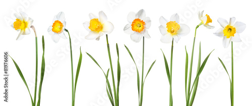 Fototapeta Naklejka Na Ścianę i Meble -  Flowers daffodils