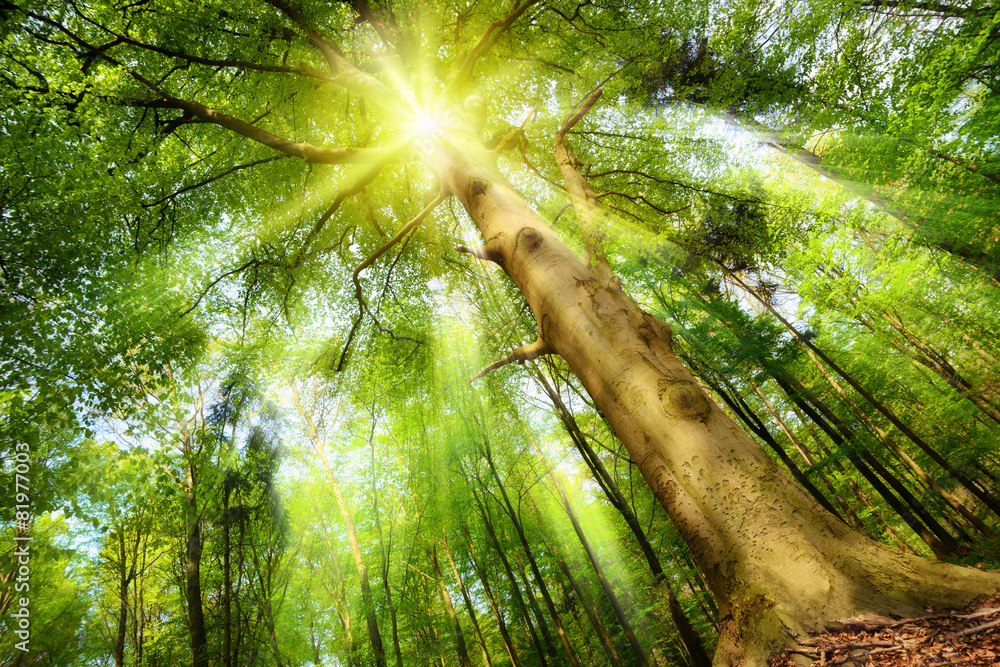 Fototapeta Słońce w magicznym lesie