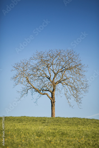 lonely tree on field in spring