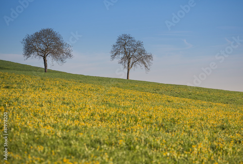 spring meadow with a yellow flowers with two trees