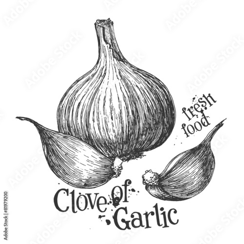 garlic on a white background. sketch