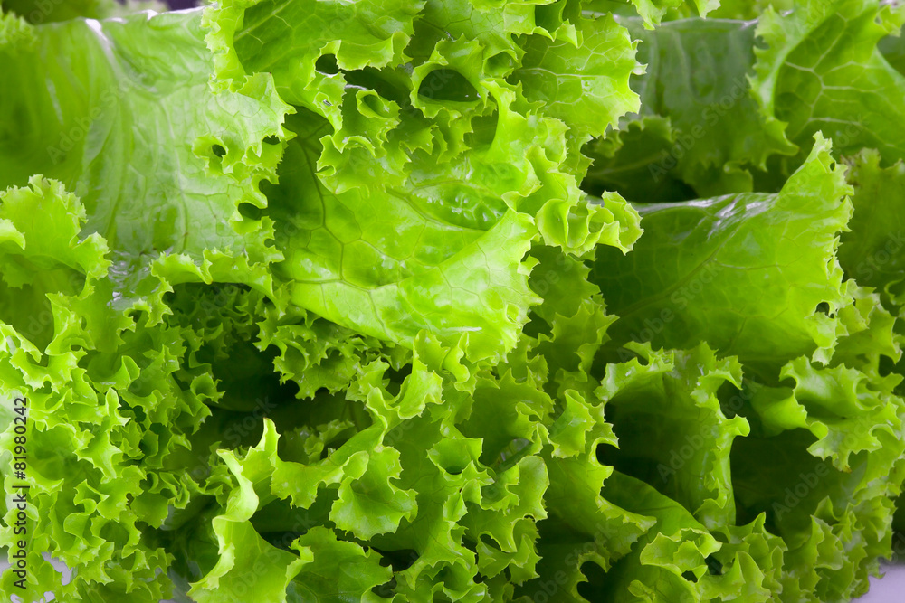 green salad isolated on a white background green salad isolated on a white background