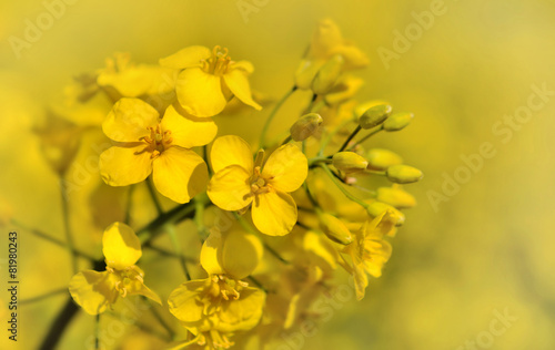 fleurs de colza sur fond jaune