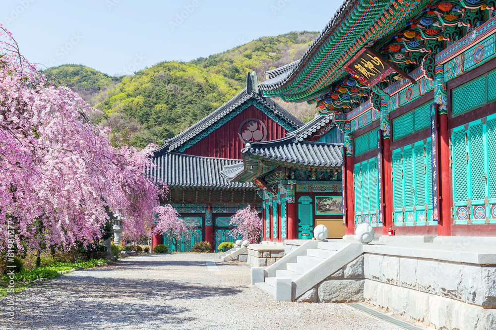 Fototapeta premium Gyeongbokgung Palace with cherry blossom in spring,Korea
