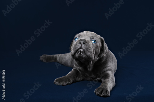 Cane Corso puppy