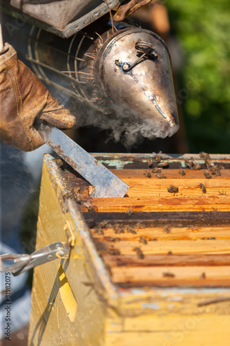 bee farmer with smoker on a hive
