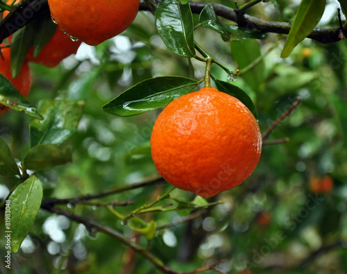 Mandarine oranges , Sweet tangerine, Fruits on tree