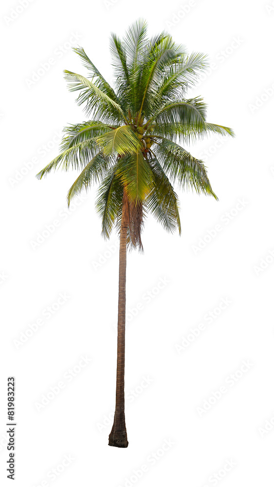 Obraz premium coconut palm trees isolated on white background.