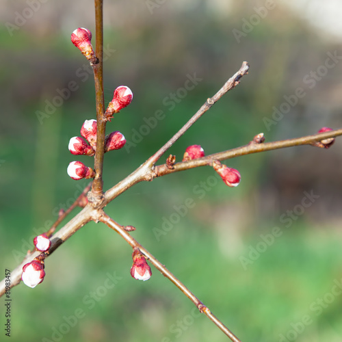 Twig apricot with flower buds