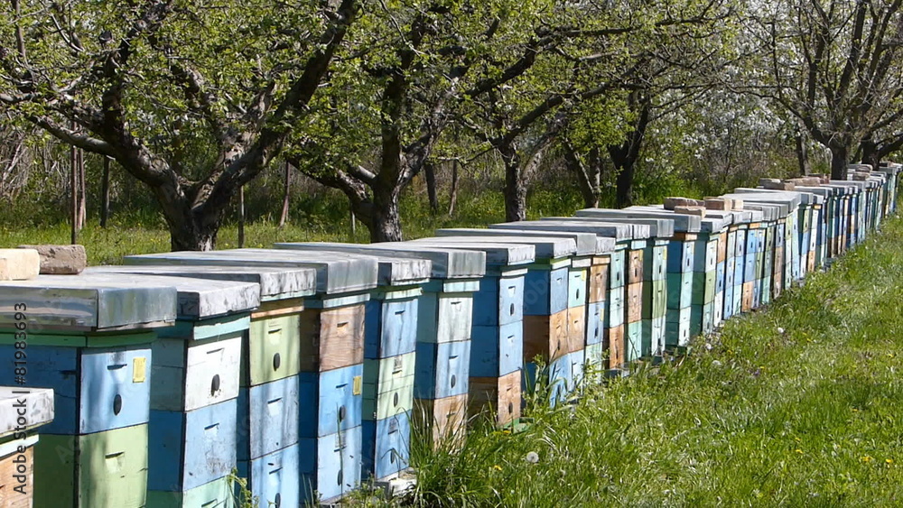 Beekeeping, bees and hives in the orchard Beekeeping, bees and hives in the orchard