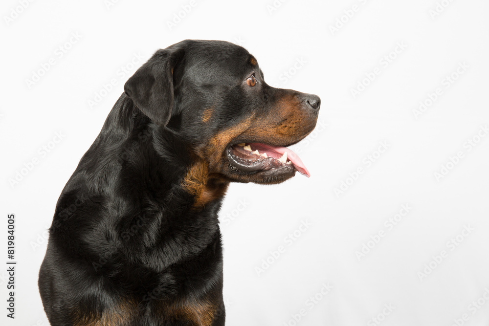 Young Rottweiler portrait inside a house Young Rottweiler portrait inside a house