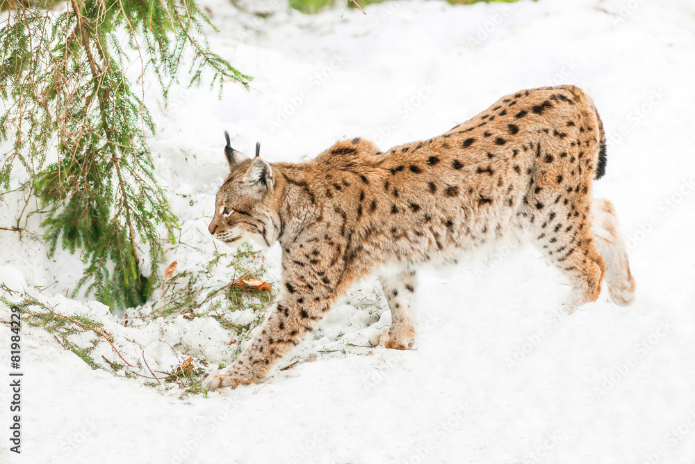 Fototapeta premium lynx in the snow