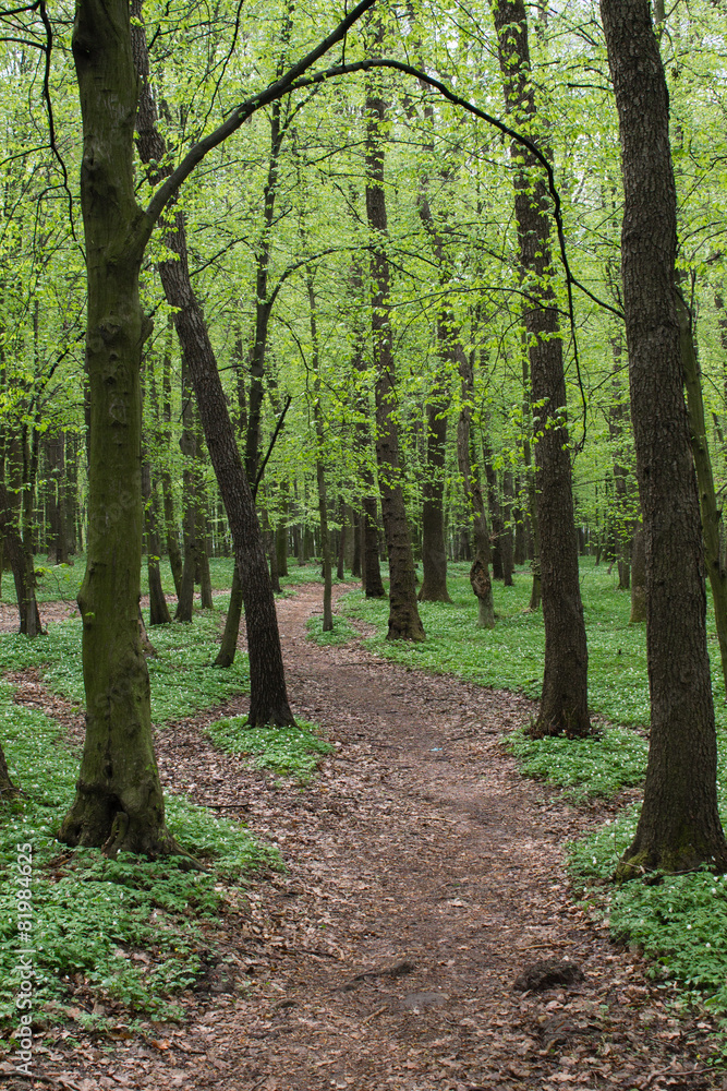 Fototapeta premium lane path in green spring forest full of white flowers landscape