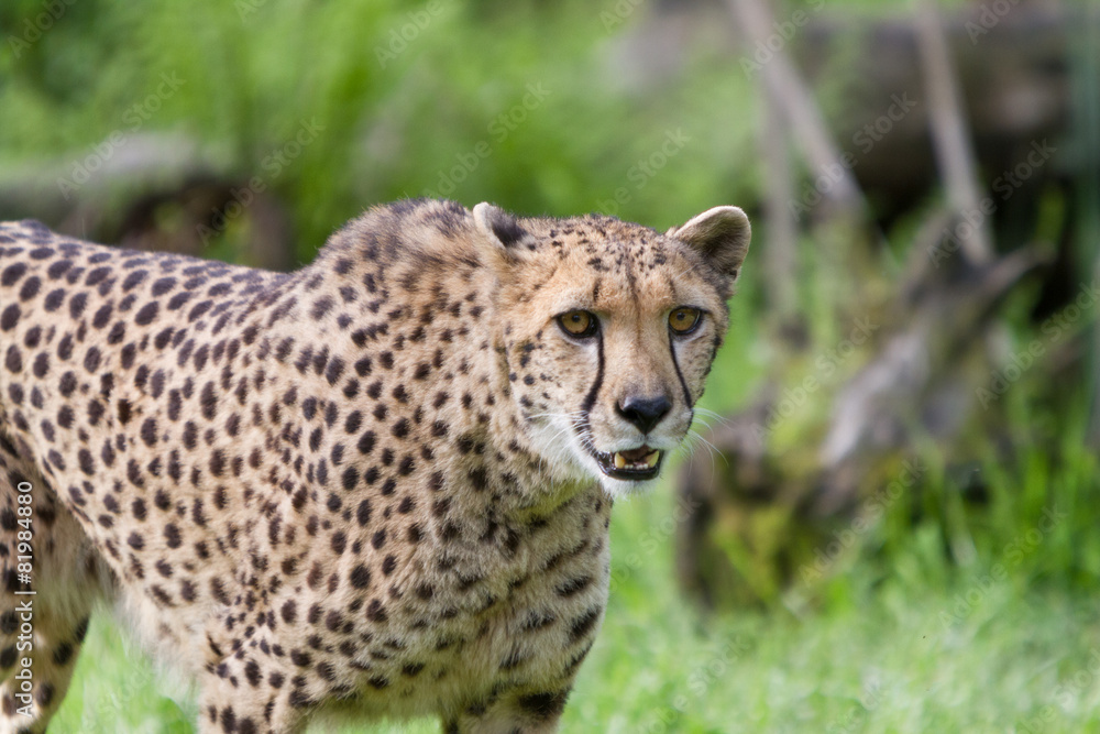 portrait cheetah (Acinonyx jubatus) portrait cheetah (Acinonyx jubatus)