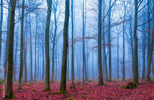 Zauber Wald im nebel in blau und pink