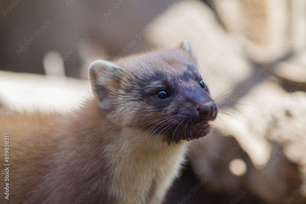 Fototapeta premium Pine marten