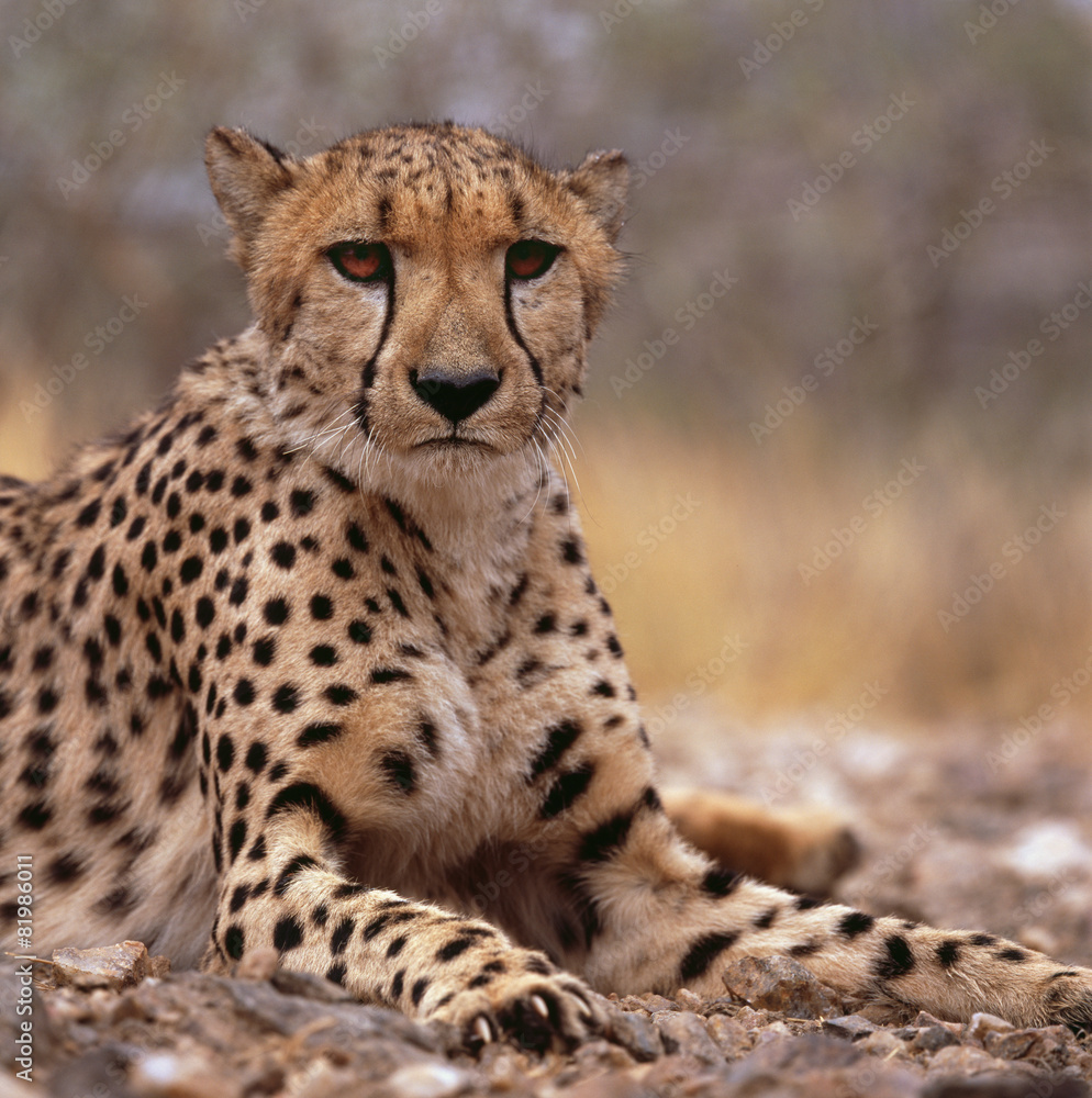 cheetah cheetah
