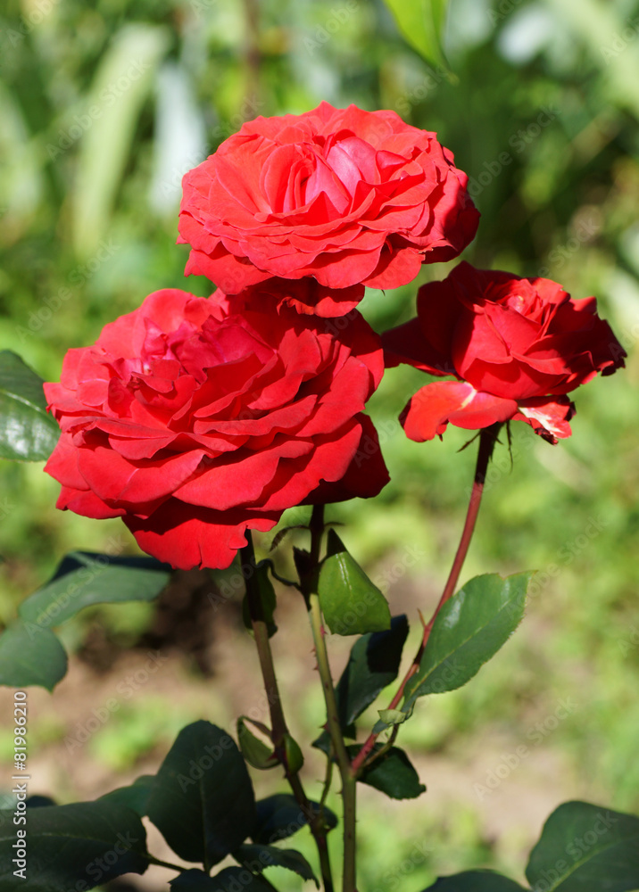 Red roses in the garden.