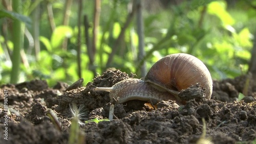 Snail