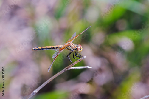 A Band-winged Meadowhawk dragonfly rests on a branch in the mid- © RachelKolokoffHopper