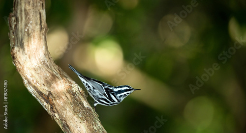 Black-and-white Warbler on Branch photo