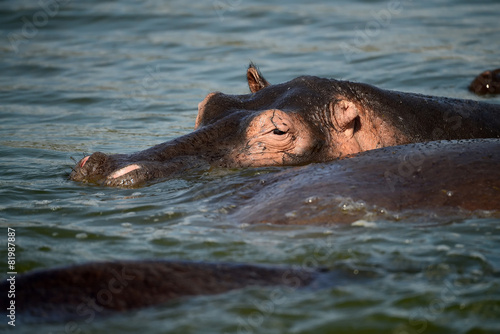 A hippopotamus stands in the Nile River in Uganda