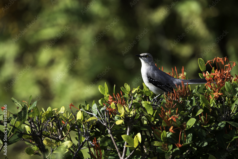 Tropical Mockingbird in a Mexico Garden Tropical Mockingbird in a Mexico Garden