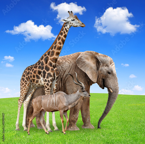 Giraffe with elephant and kudu