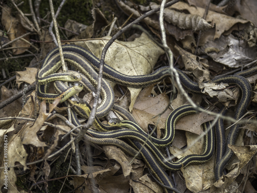 Garter Snakes