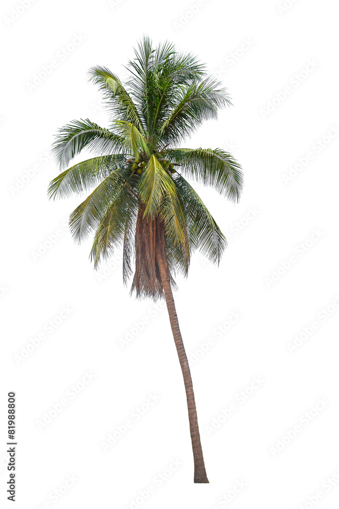 Naklejka premium coconut palm trees isolated on white background.