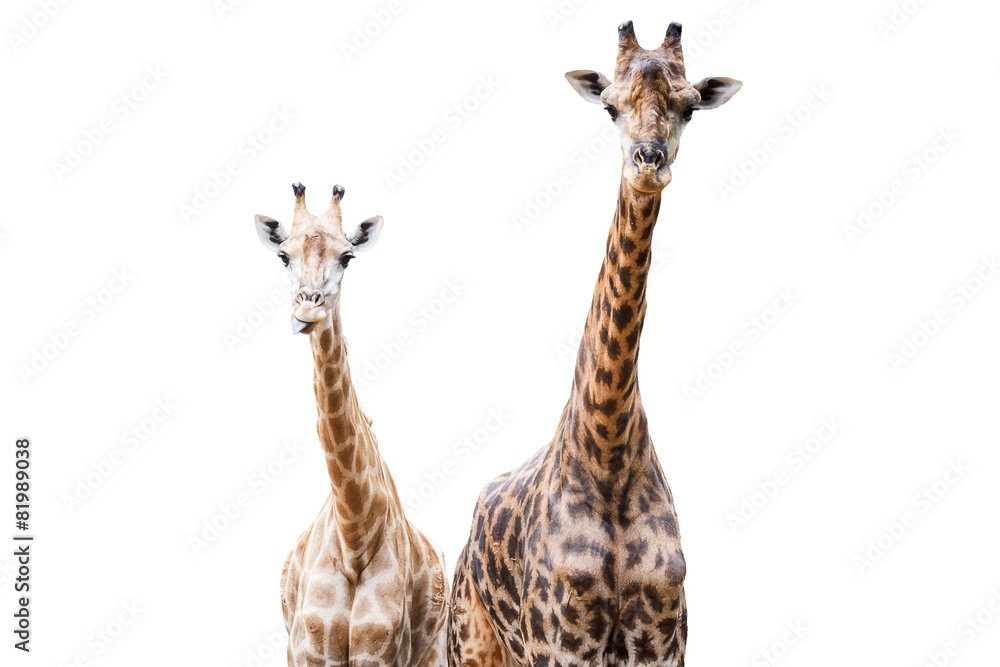 Obraz premium Giraffes