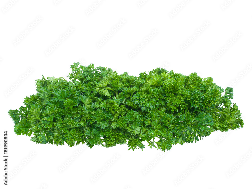 Fresh parsley bunch isolated on white background Fresh parsley bunch isolated on white background