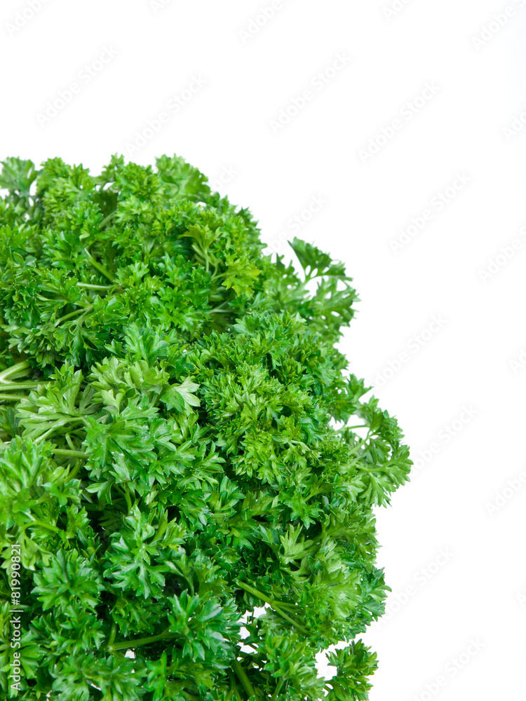 Fresh parsley bunch isolated on white background Fresh parsley bunch isolated on white background