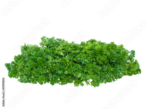 Fresh parsley bunch isolated on white background