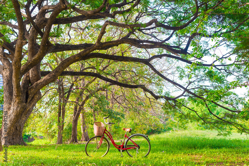 Red bicycle on green grass Red bicycle on green grass