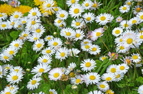 Fototapeta Naklejka Na Ścianę i Meble -  gänseblümchen, wiese