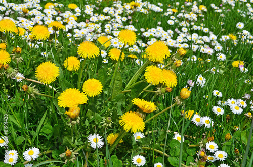 Fototapeta Naklejka Na Ścianę i Meble -  löwenzahn, blumen, wiese